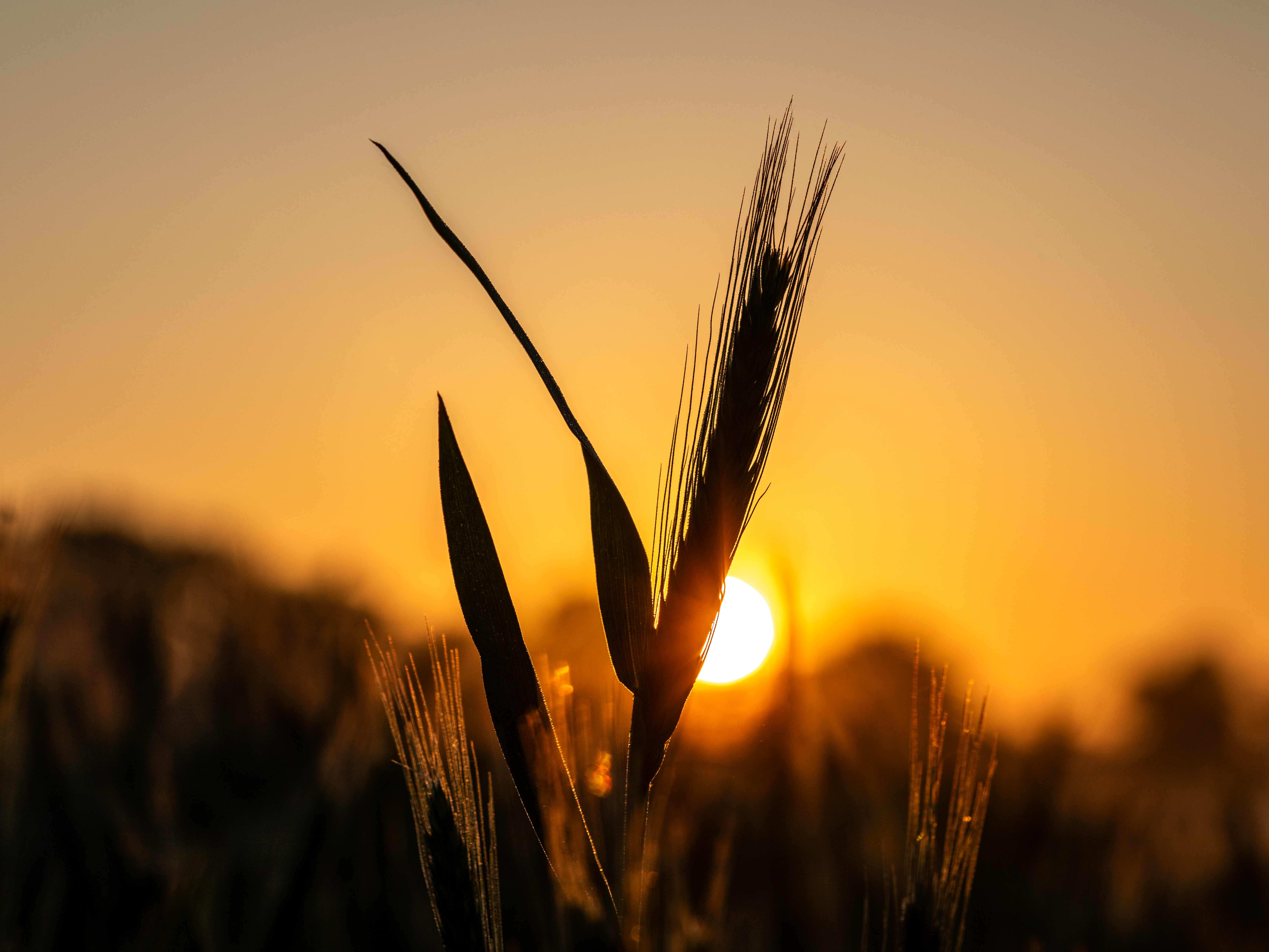Wheat Ears at Sunrise