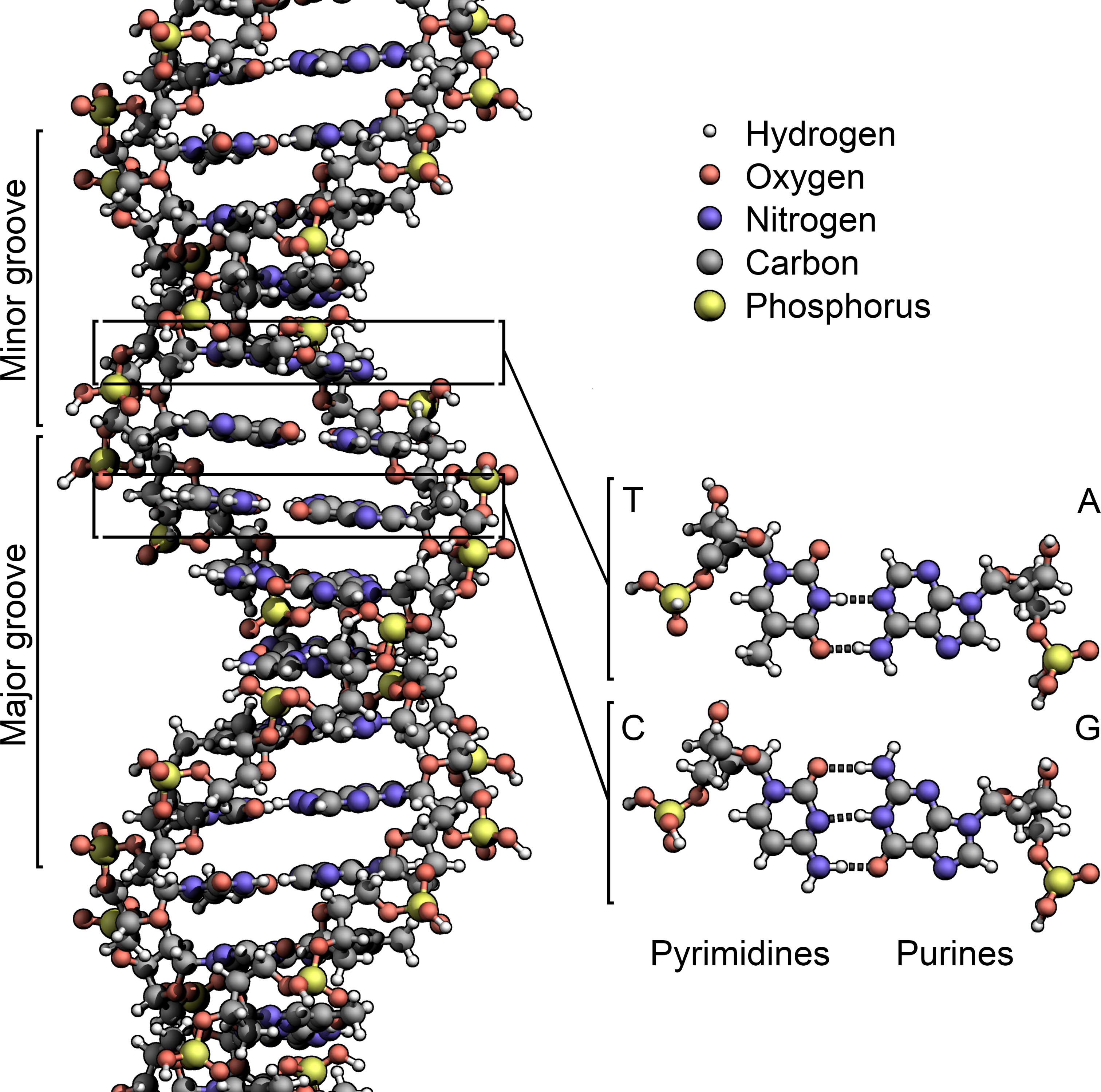 DNA Structure (Labeled Diagram)